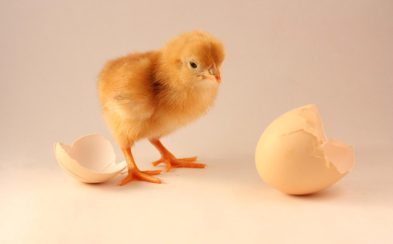 Chicken or egg?