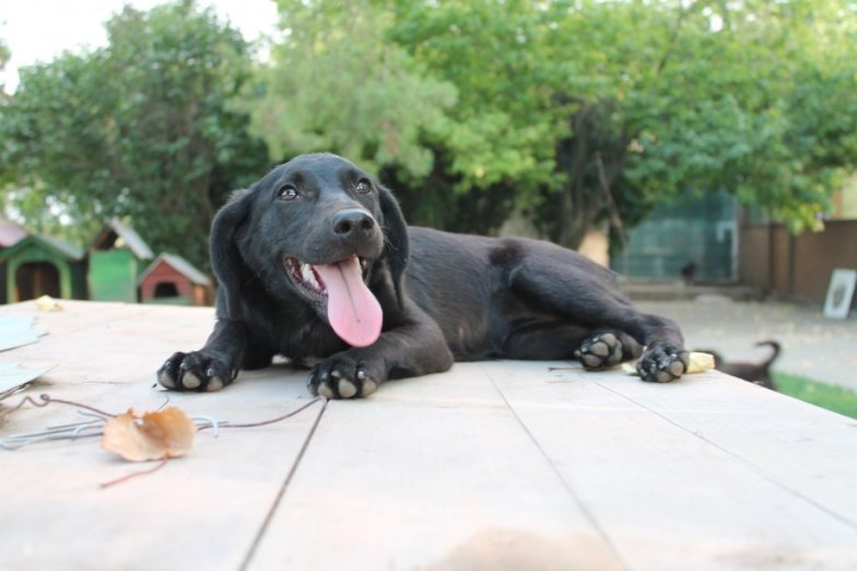 Animal Shelter in Osijek